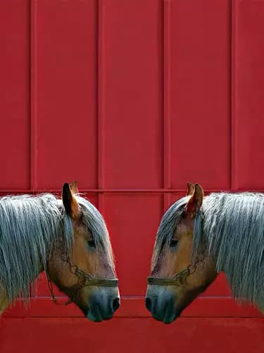 BORGO SAN BERNARDO:TWO HORSES, 2CV, DEUX CHEVAUX,2022