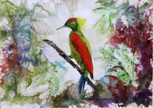 FRANK TS TAN:The crimson-winged woodpecker,2019