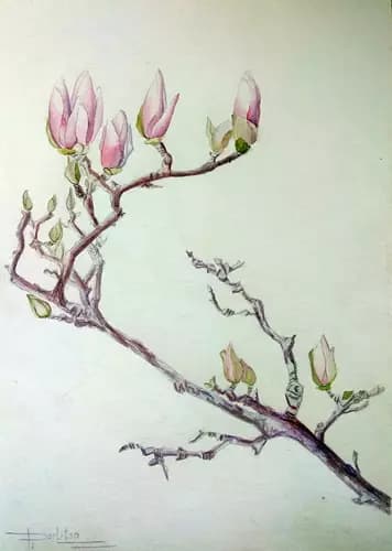 NATALIIA DERLYTSIA:Magnolia branch,2021