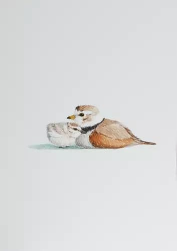 KARINA DANYLCHUK:Kentish plovers birds: mother with child,2023